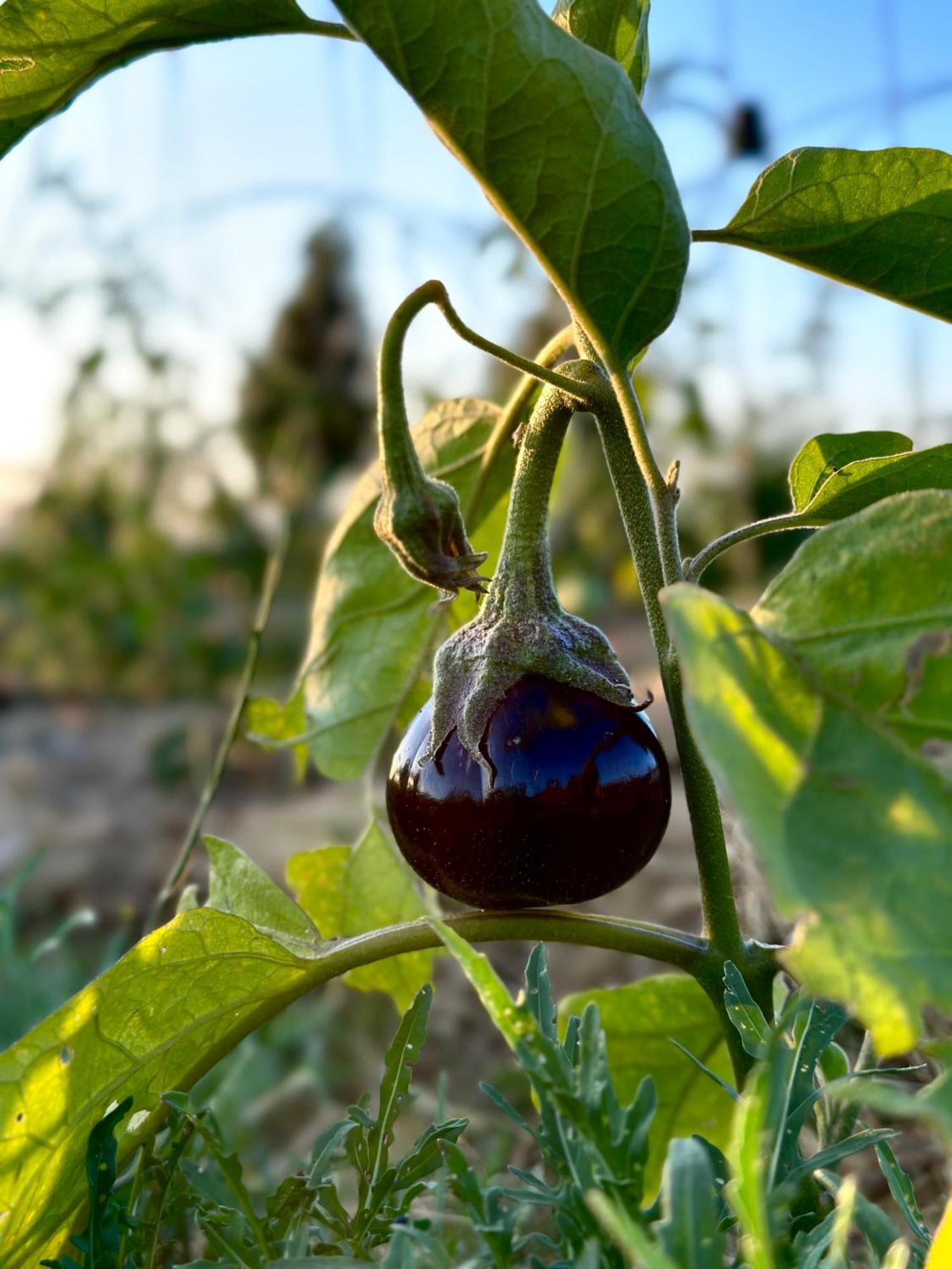 Tenuta Di Paternostro Ветрала Екстериор снимка